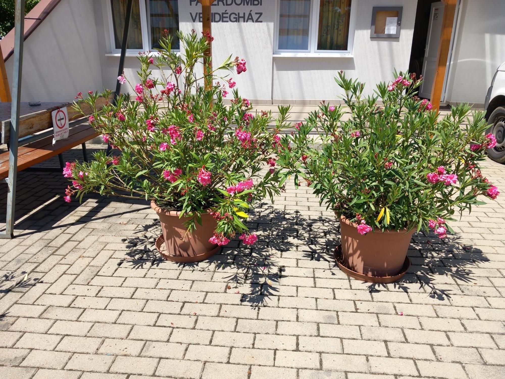 Paterdombi Vendeghaz Ξενοδοχείο Zalaegerszeg Εξωτερικό φωτογραφία